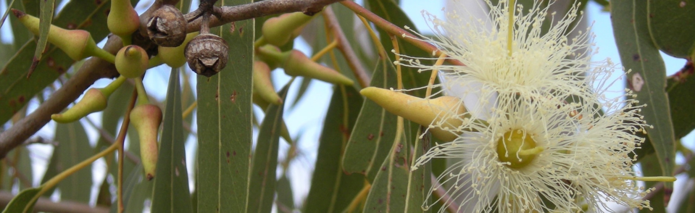 Poem in Eucalypt: A Tanka Journal